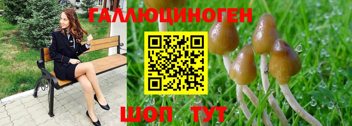 Псилоцибиновые грибы Psilocybe Петровск